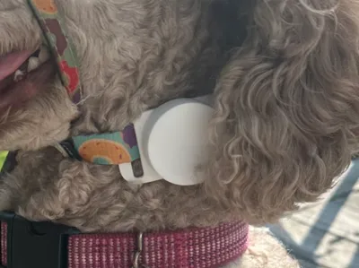 TPU AirTag Holder for a Gentle Leader Headcollar
