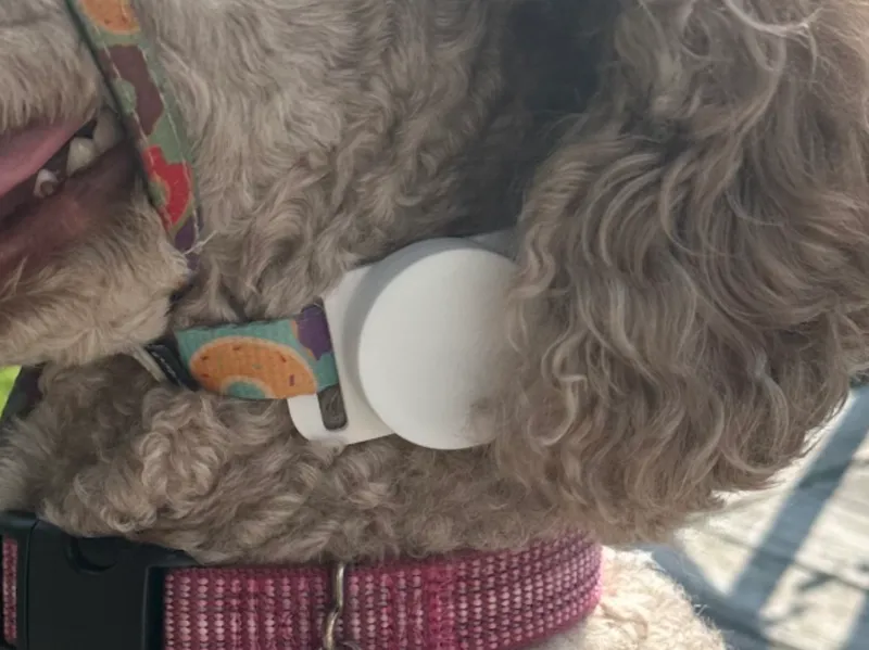 TPU AirTag Holder for a Gentle Leader Headcollar