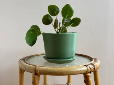 Small pot with tray