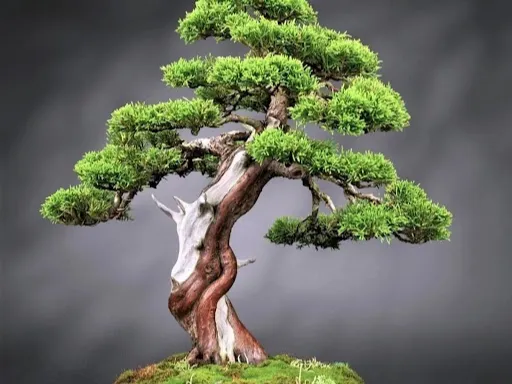 BONSAI