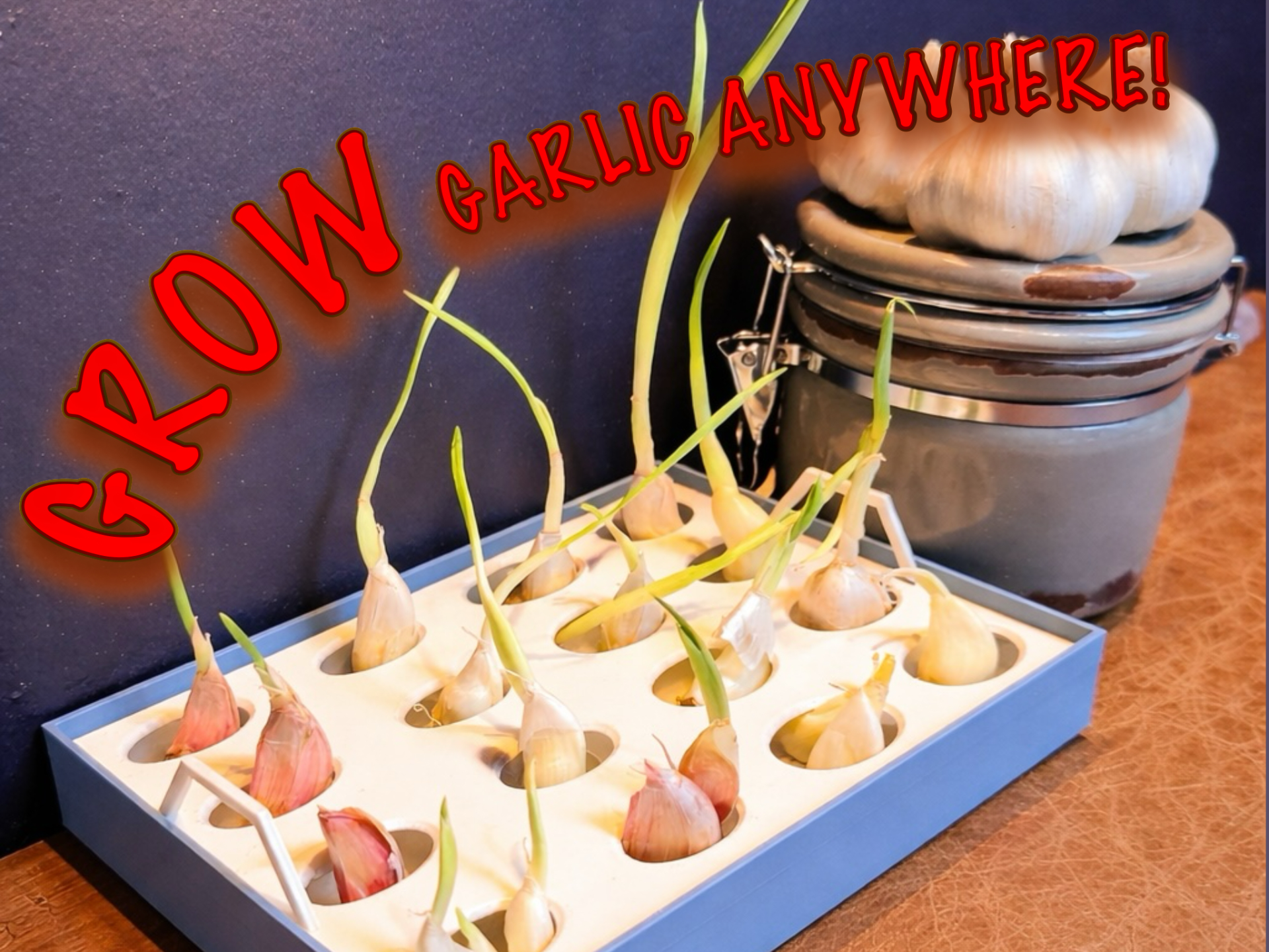 Garlic Clove Sprouting Tray