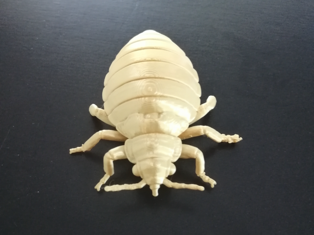 Ploșnița gigant