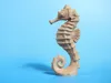 Seahorse