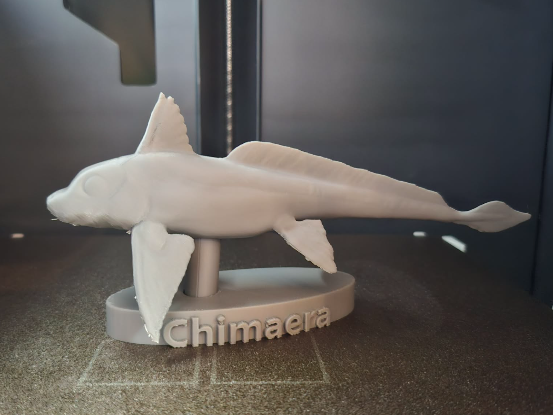 Chimaera - Deep Sea Ghost Shark