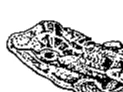 3d lizard