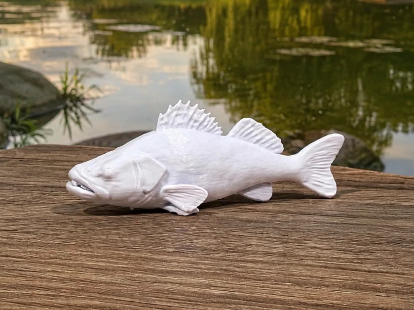 Zander - Pikeperch - Fish - Animal 