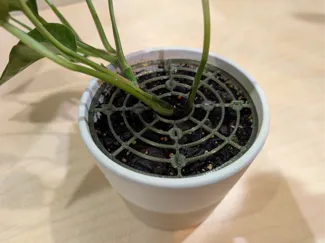 Indoor Potted Plant Protector from Cats - 4.5"