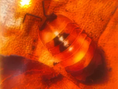 Coloured Lithophane Merulanella scarlet