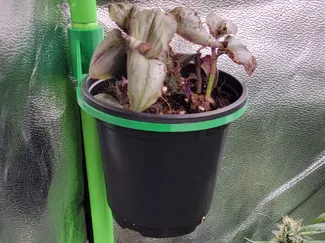 Clip-On Shelf for 4” Pots (16mm Poles)
