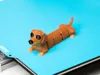 Dachshund multicolor
