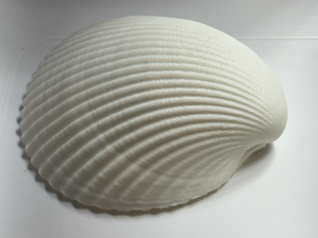 Cockle Shell 3D scan