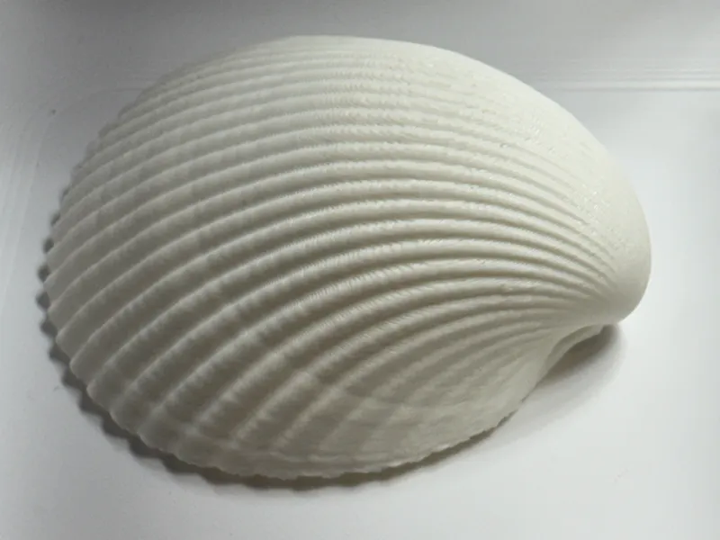 Cockle Shell 3D scan