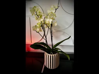 Orchideen Übertopf