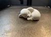 Sleeping Lamb- AMS