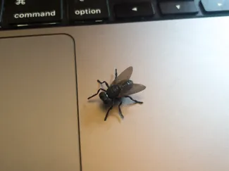 Fliege