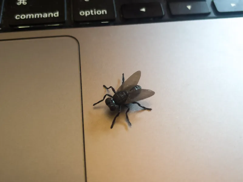 Fliege
