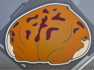 Rain Frog butt