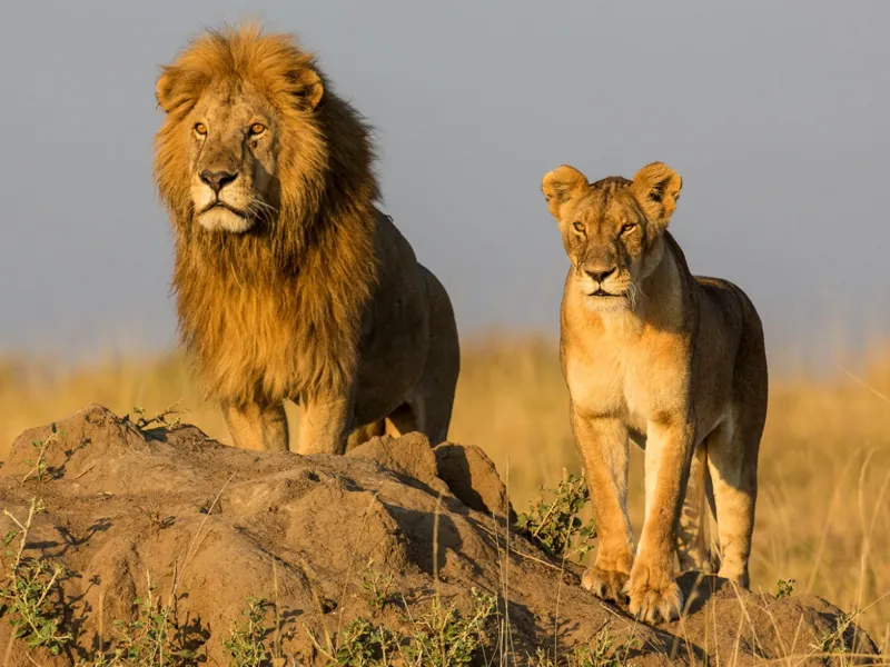 Löwenpaar / Löwe / Lion / Lions 
