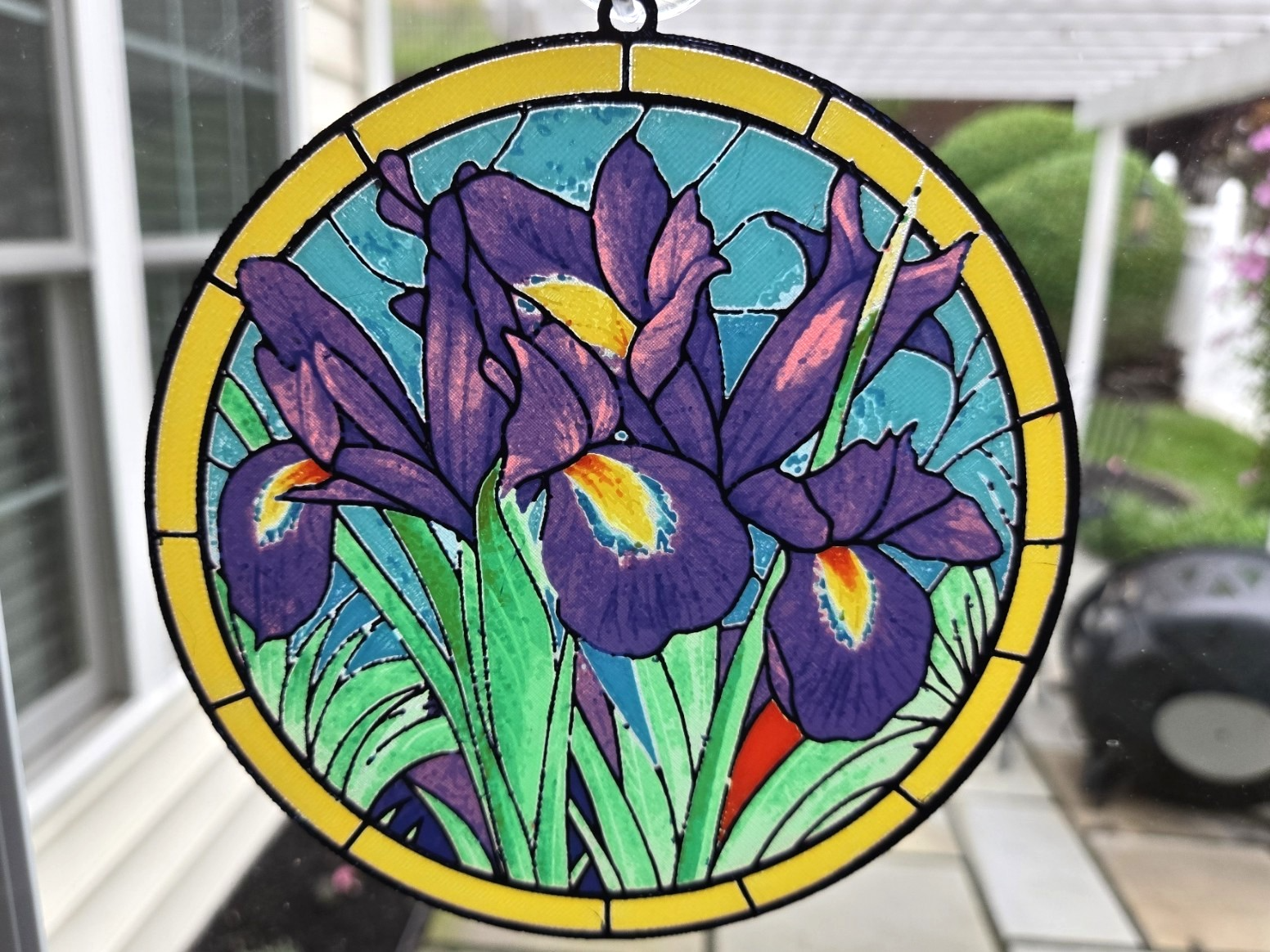 Purple Iris