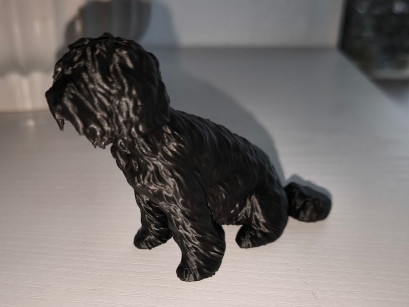 Barbet - French Water Dog 