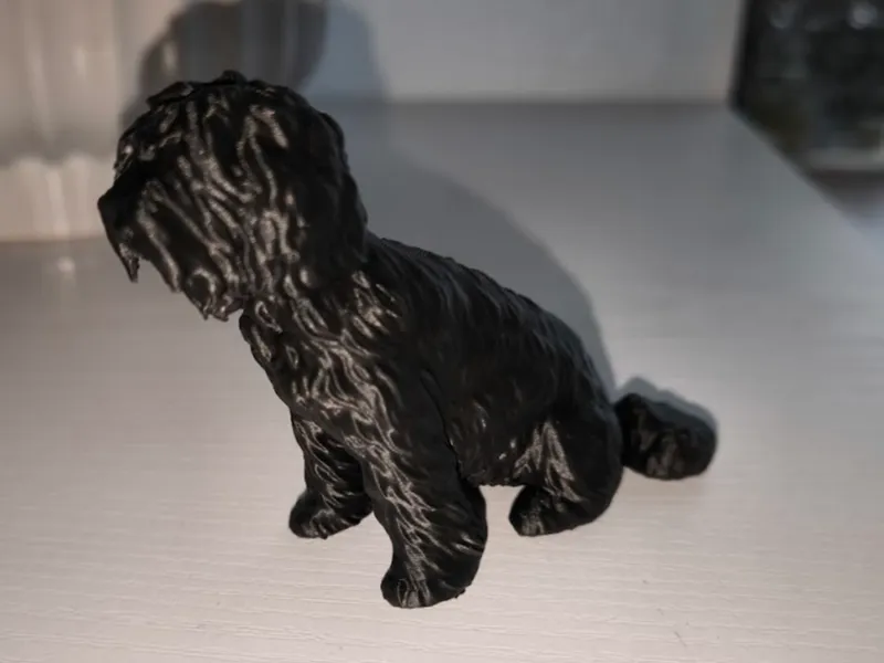 Barbet - French Water Dog 