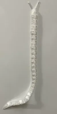 Limace articulée géante à segments magnétiques — photo 2