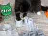 0.2mm layer, 3 walls, 10% infill, Single Print