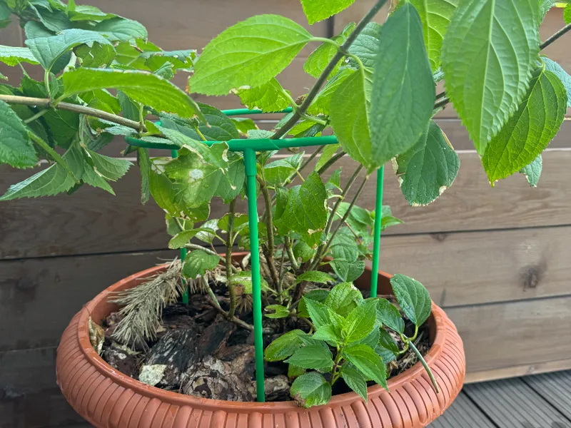 Plant/Flower support