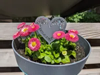 Cœur décoratif — pique à gâteau ou pot de fleurs — photo 3