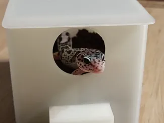 Wet hideout for Leopard Gecko