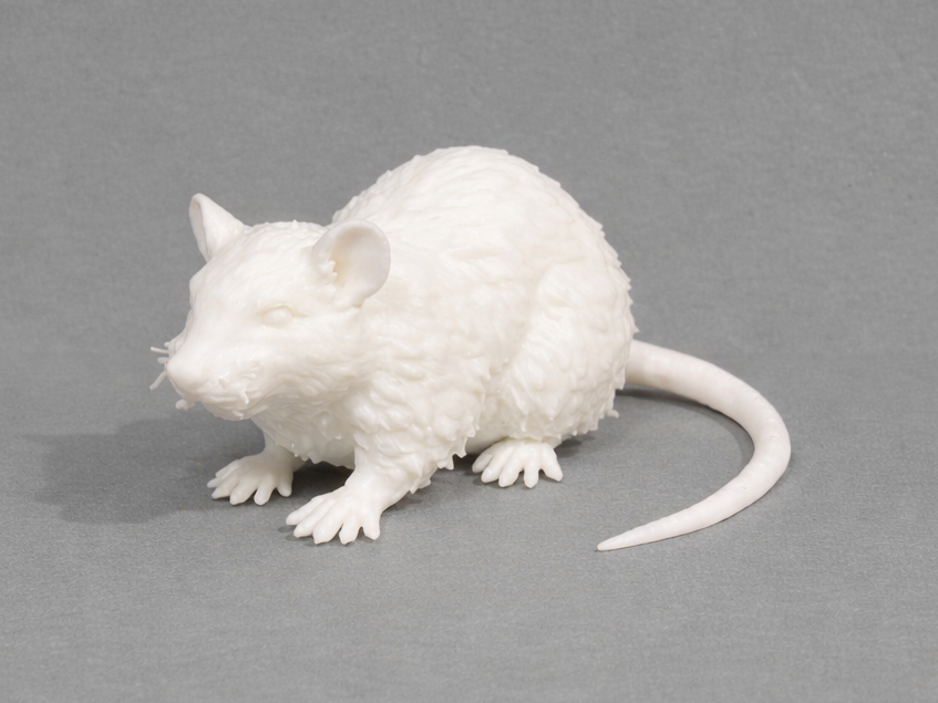 Brown Rat - Animal