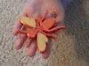 Wasp with colored wings