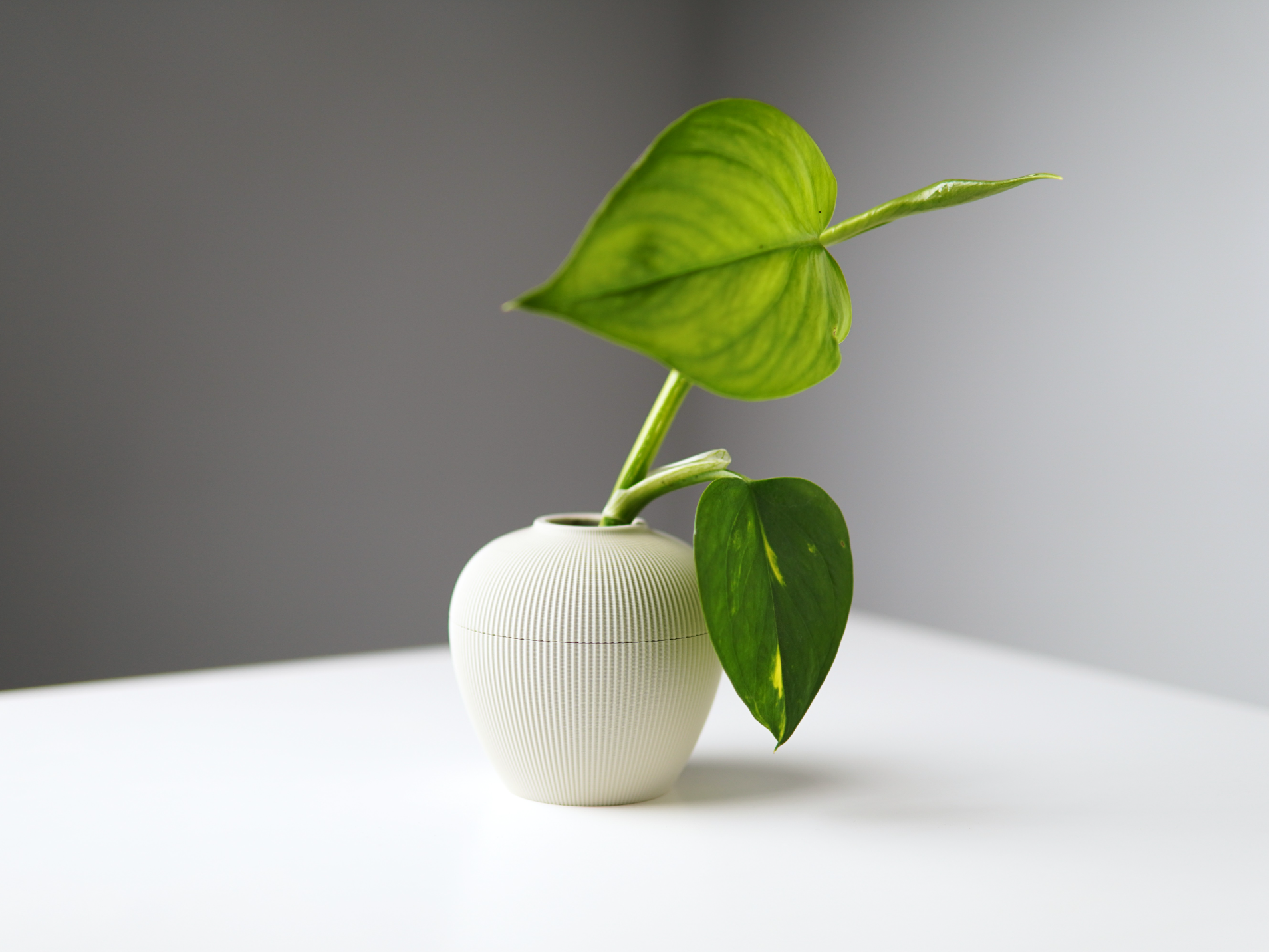 Miniatura 1 do modelo 3D Propagation Vase | PV03