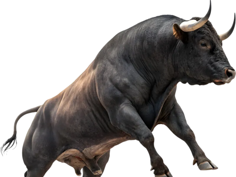 Toro bravo