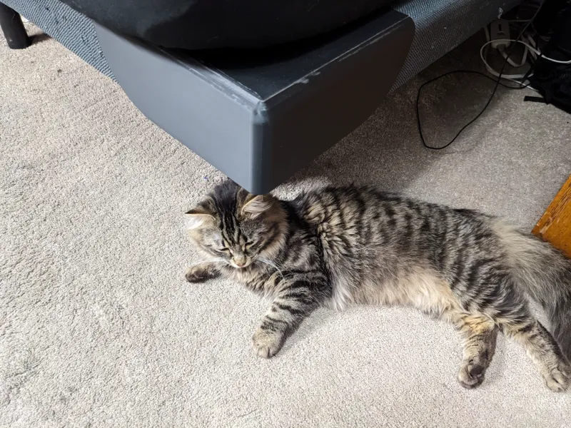 Nectar Bed Corner Protector. Anti-Cat Cover