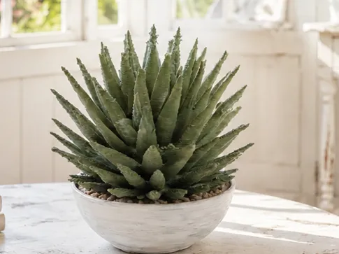 Miniature Agave Plant