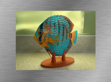 Tapa o cubierta: Turquoise Discus — vista de referencia 4