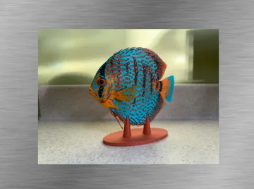 Tapa o cubierta: Turquoise Discus — vista de referencia 3