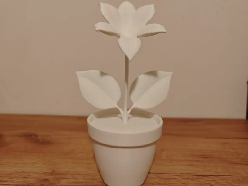 Plant in a pot