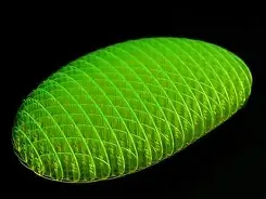Morf Worm