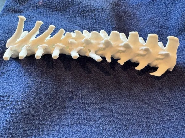 https://makerworld.bblmw.com/makerworld/model/US3d43ca59db4d67/design/2025-02-24_a4a3c1adcd03d.jpeg