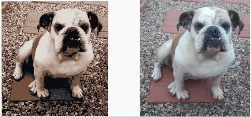 English Bull Dog Hueforged