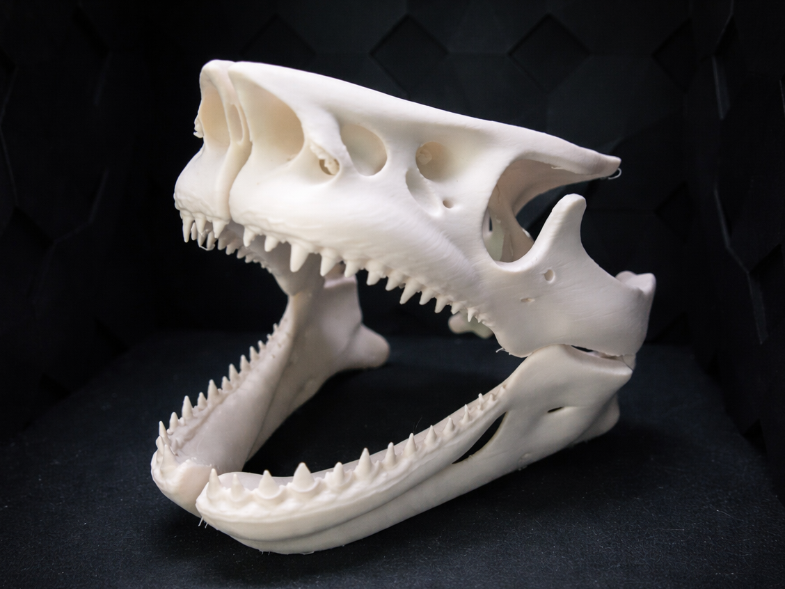 Hai Schädel Aquarium/Deko - Fossil