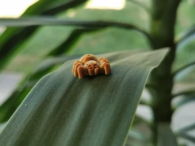 Tiny_Orb-Weaver