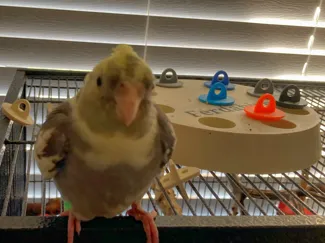 Bird foraging toy