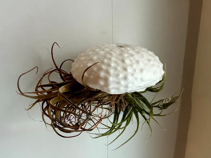 Sea Urchin Skeleton