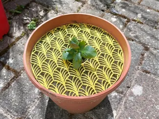 Pet-resistant Plant Protector