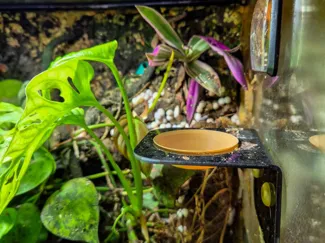 Gecko / Reptile Feeding Bowl / Dish