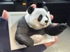 <h3><strong>Bring a playful giant panda right into your room!</strong></h3><p>This dynamic 3D wall art depicts a panda bursting vigorously from the wall.</p><p>With a focus on realistic fur textures and a pose that seems ready to move, it gives an overwhelming presence to your interior.</p><ul><li><strong>Multi-Color Ready:</strong> Optimized for Bambu Lab AMS, the black and white contrast enhances the panda's cuteness and realism.</li><li><strong>Realistic Texture:</strong> Fine details in the fur become more prominent when printed with high-resolution settings.</li><li><strong>Easy Installation:</strong> The back has a flat frame shape, allowing for easy attachment to the wall with double-sided tape or similar.</li><li><strong>Design:</strong> We have created an art piece that tells a story, going beyond a mere object.</li></ul>Optimized layer pitch, 3 walls, 15% infill