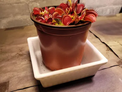 Tall Plant Tray/Saucer